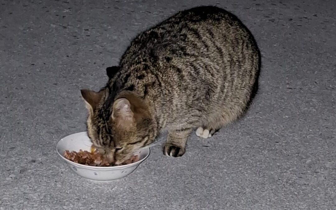 Sichtkatze, Schwoich(02/2026)