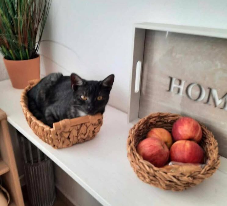 Toni, Terfens(02/2026)