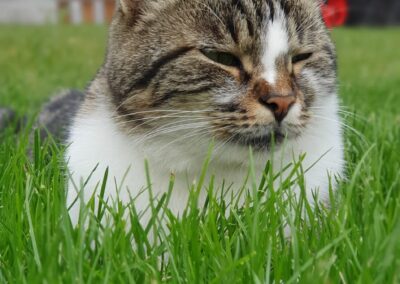 Fee, Thaur  (02/2026)