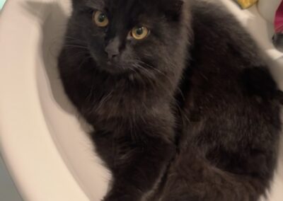 Loki, Tulfes  (02/2026)