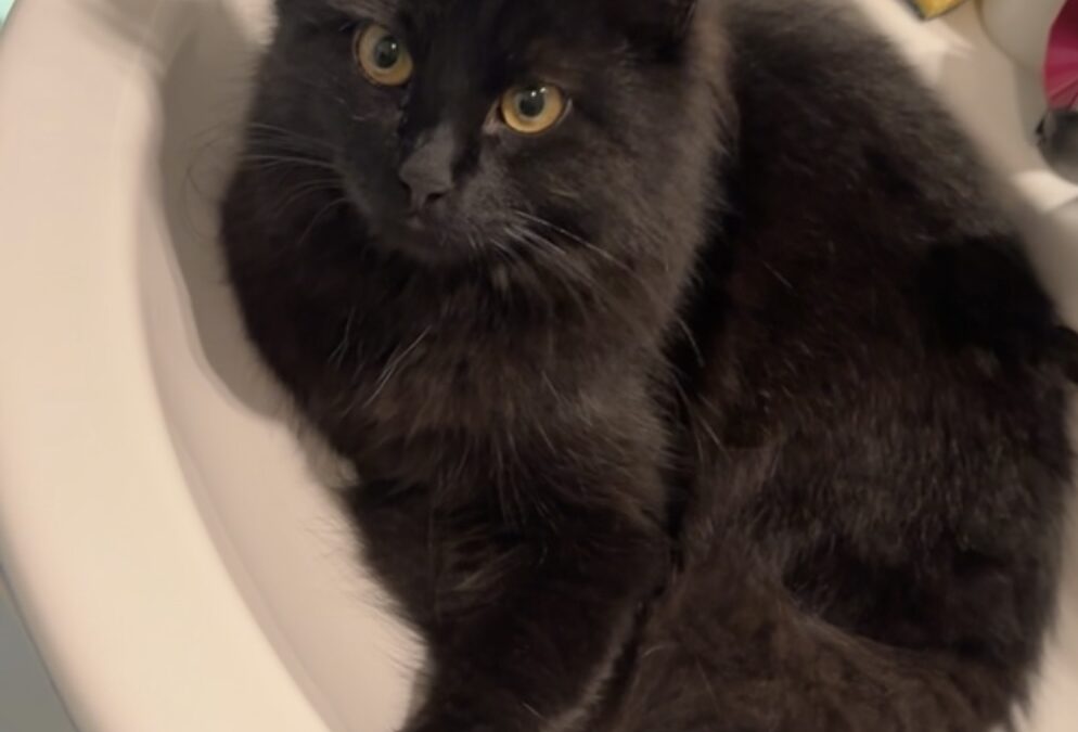 Loki, Tulfes  (02/2026)