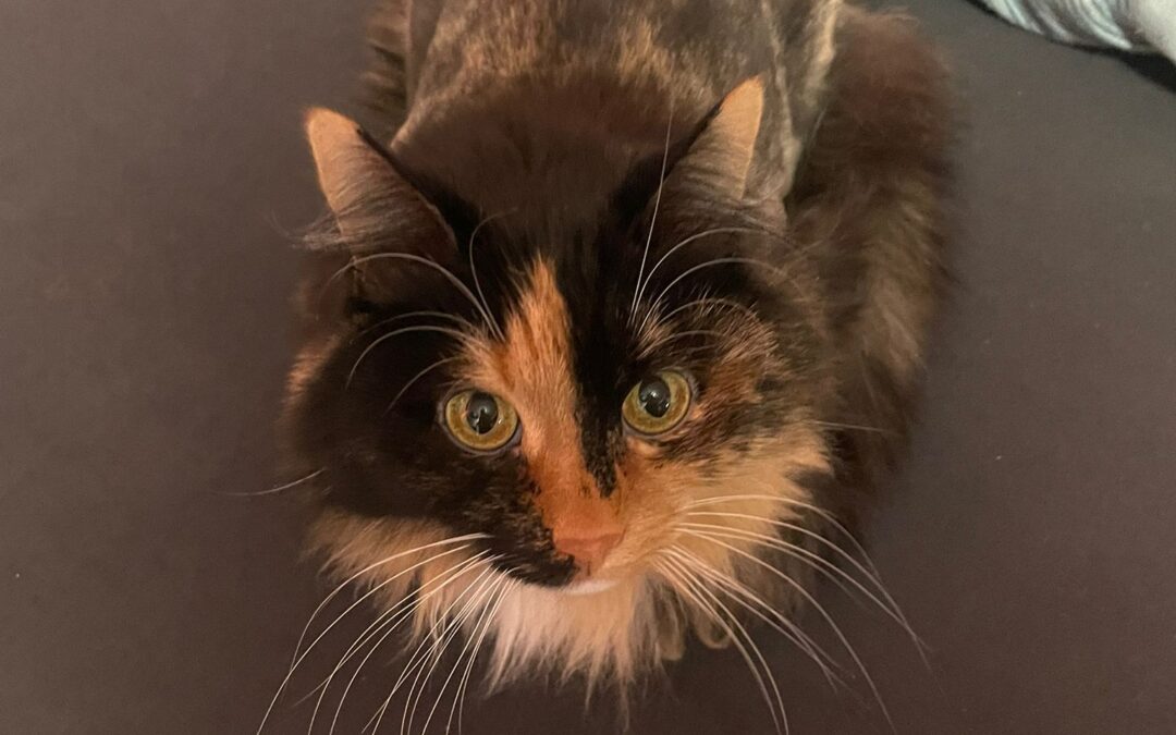 Thai, Uderns  (02/2026)