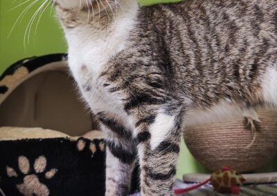 Fundtier Katze, Völs  (02/2026)