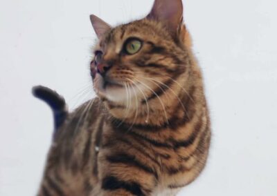 Loki, Axams  (03/2026)