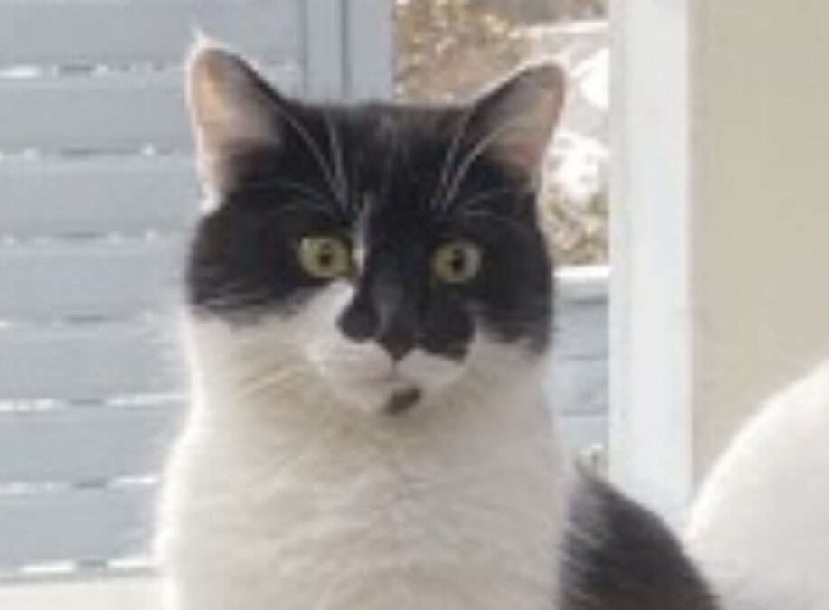 Kira, Brixlegg  (03/2026)