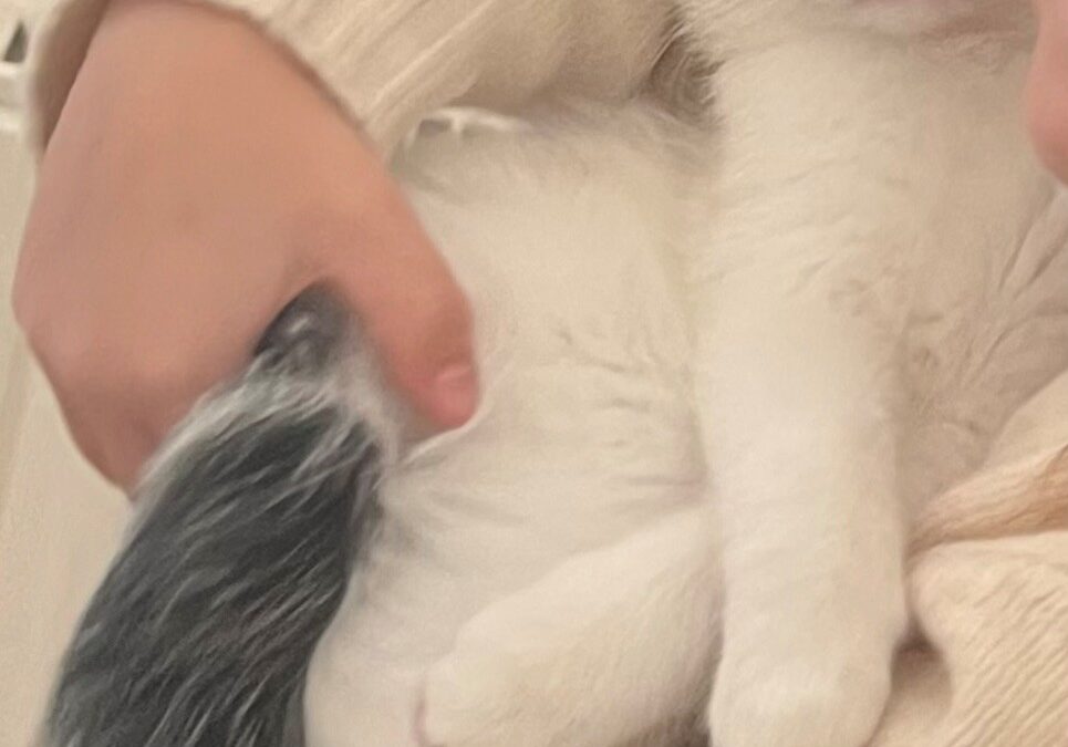 Rosalie, Brixlegg  (03/2026)