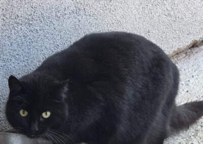 Sichtung Katze, Erl  (03/2026)