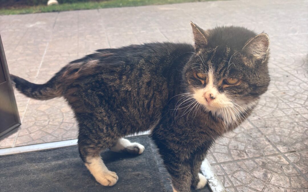 Fundtier Katze, Götzens  (03/2026)