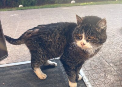 Fundtier Katze, Götzens  (03/2026)