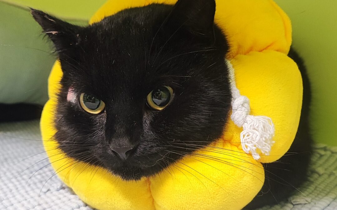 Fundtier Kater, Grinzens  (03/2026)