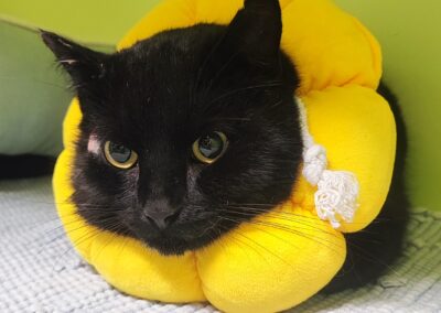 Fundtier Kater, Grinzens  (03/2026)