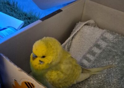 Fundtier Wellensittich, Haiming  (03/2026)