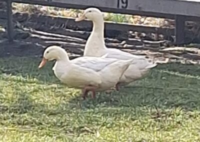 Fundtiere Enten, Hopfgarten  (03/2026)