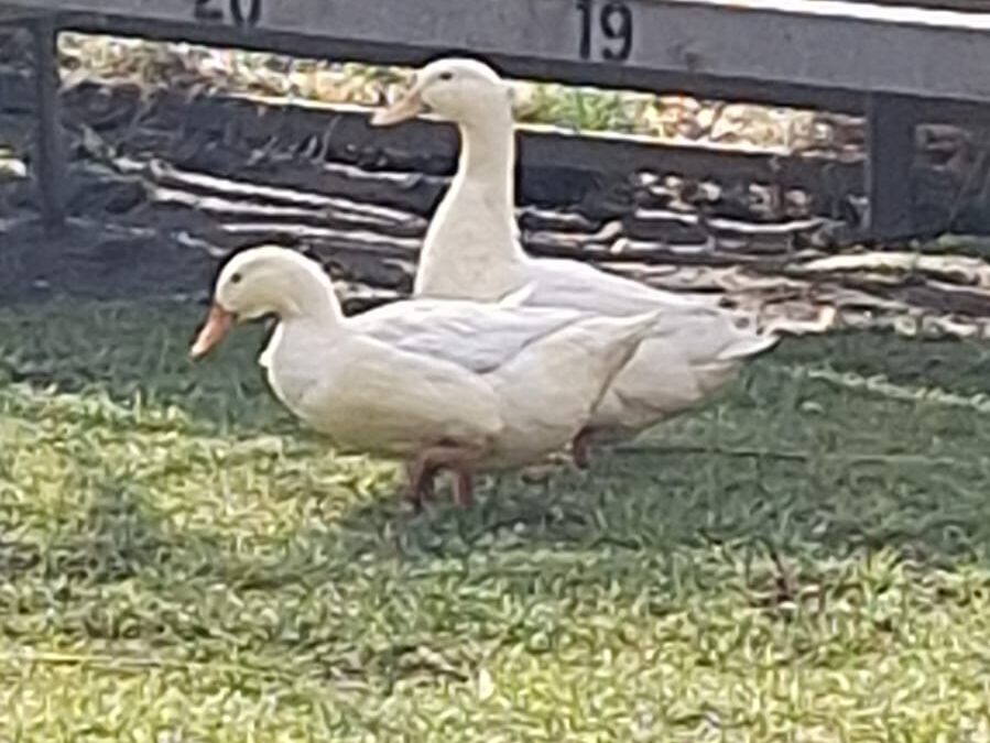 Fundtiere Enten, Hopfgarten  (03/2026)