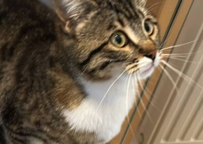 Fundtier Katze, Imst  (03/2026)