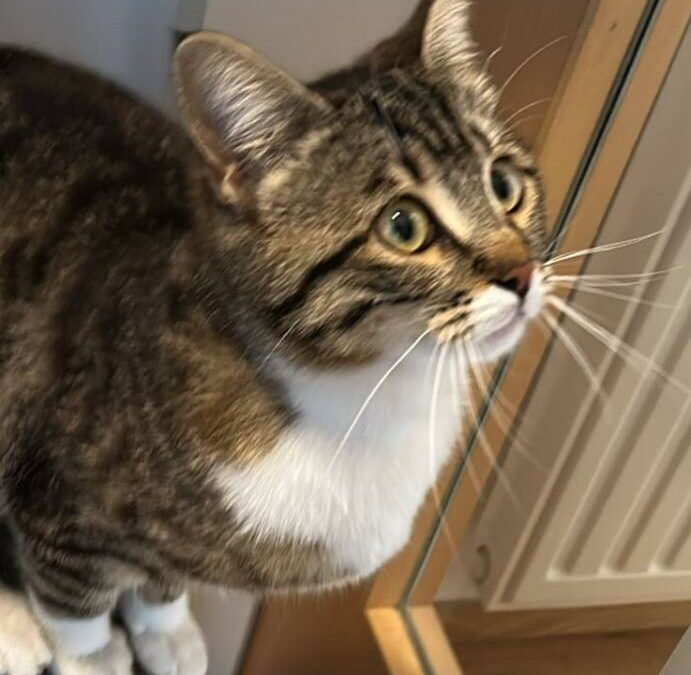 Fundtier Katze, Imst  (03/2026)