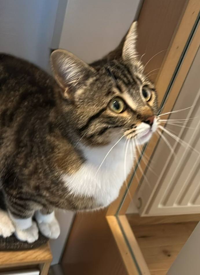 Imst_Fundkatze Grettert1