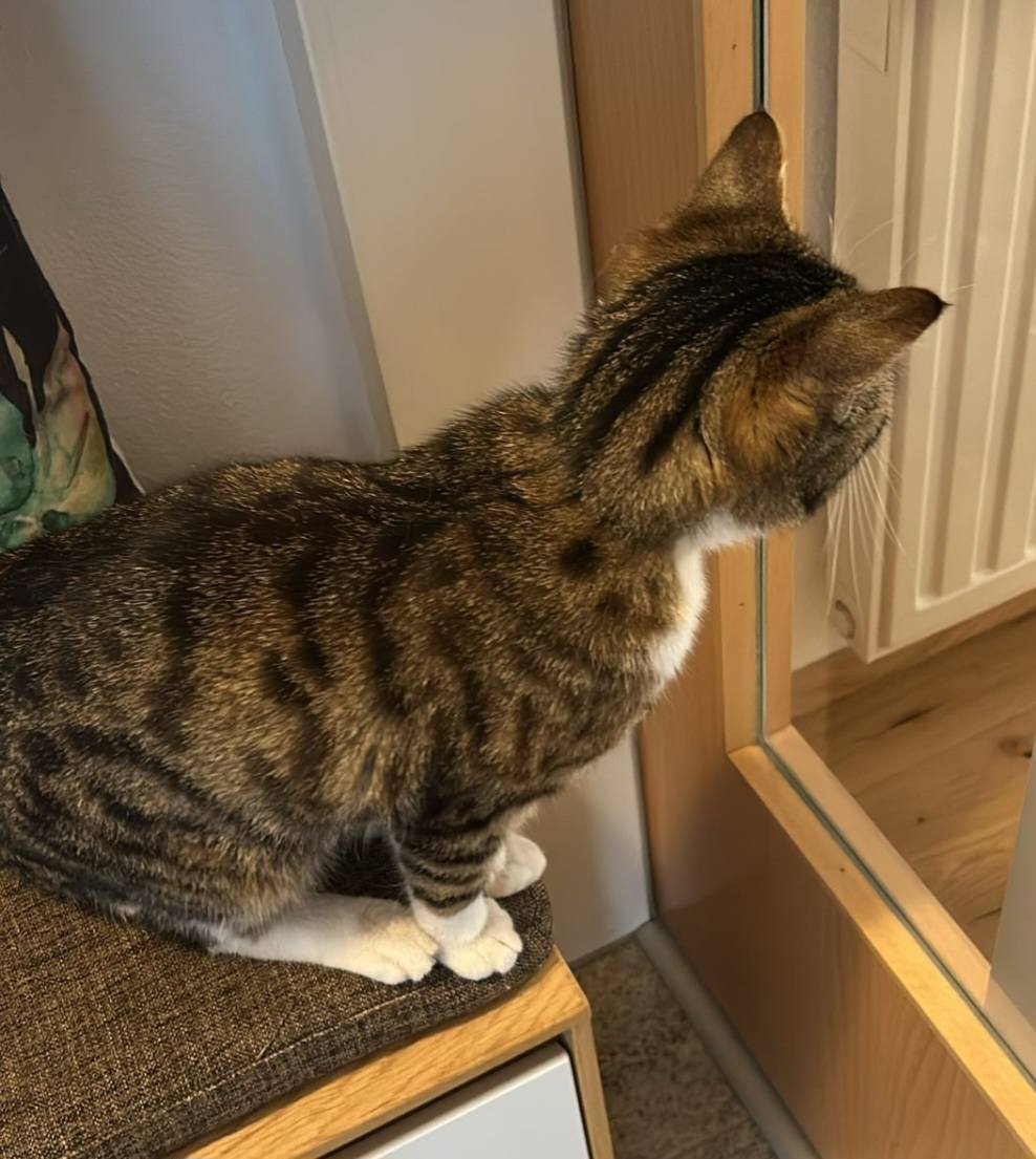 Imst_Fundkatze Grettert2