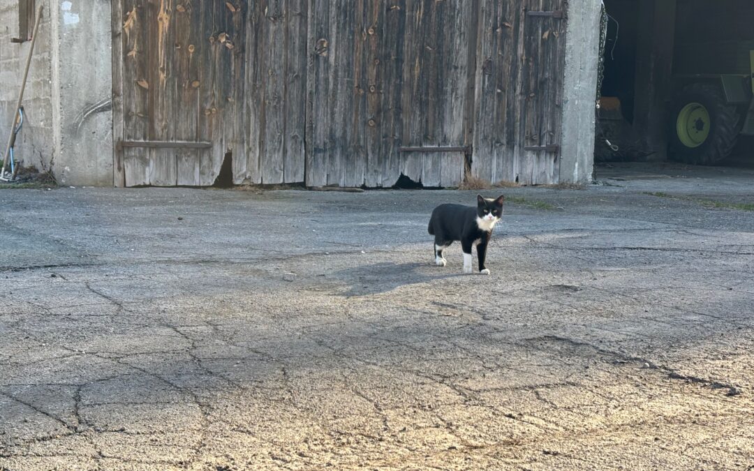 Fundtier Katze, Innsbruck  (03/2026)