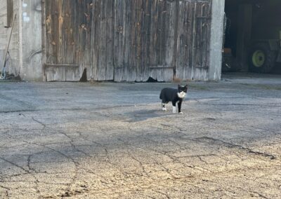 Fundtier Katze, Innsbruck  (03/2026)