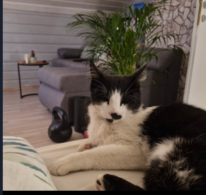 Marschmellow, Innsbruck  (03/2026)