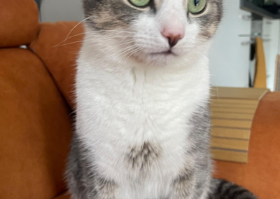 Moro, Innsbruck  (03/2026)