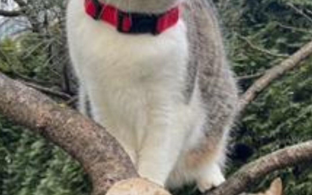 Boncuk, Innsbruck  (03/2026)