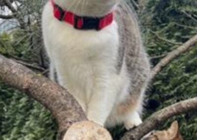 Boncuk, Innsbruck  (03/2026)