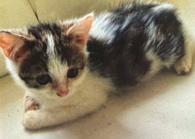 Buse, Innsbruck  (03/2026)