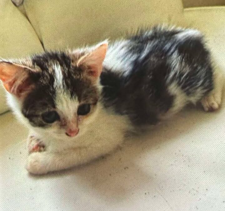 Buse, Innsbruck  (03/2026)