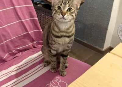 Mochi, Innsbruck  (03/2026)