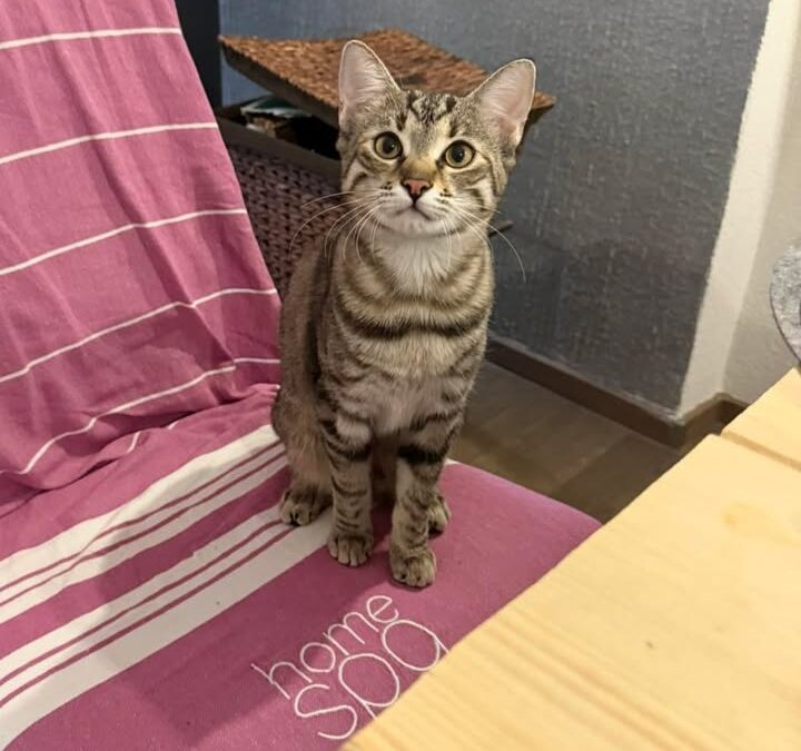 Mochi, Innsbruck  (03/2026)