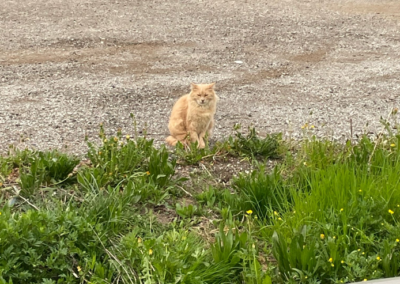 Totfund Katze, Wörgl (03/2026)