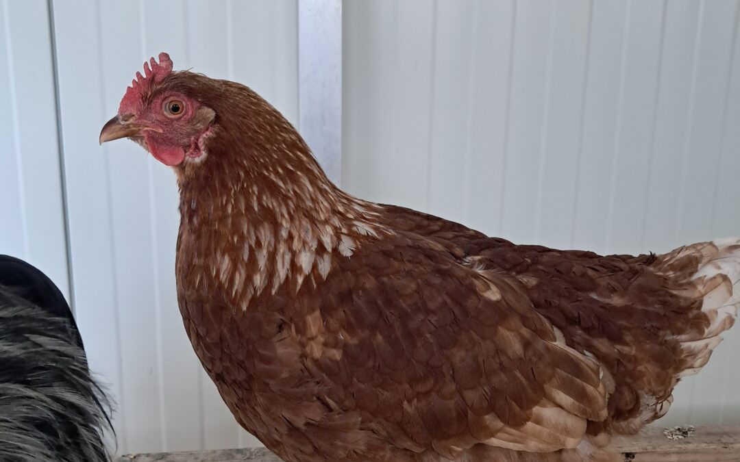 Fundtier Huhn, Kolsass  (03/2026)