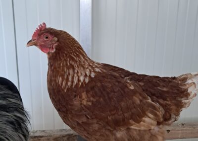 Fundtier Huhn, Kolsass  (03/2026)