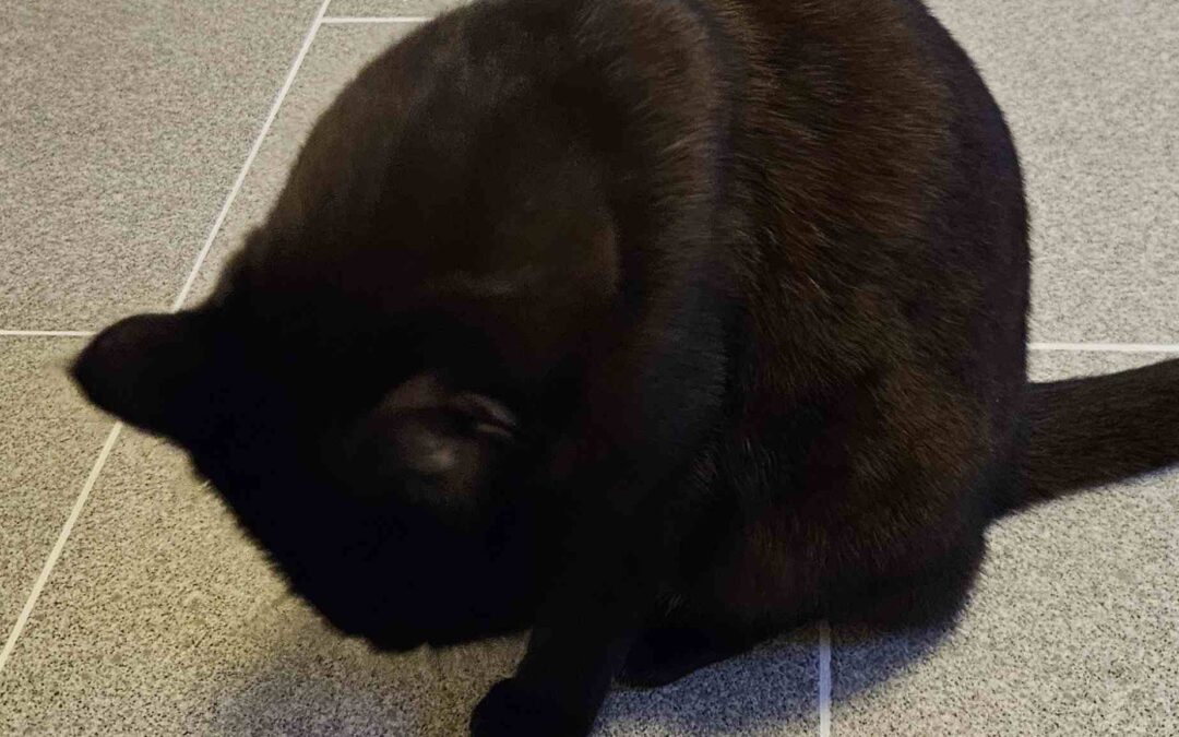 Fundtier Kater, Kolsass  (03/2026)