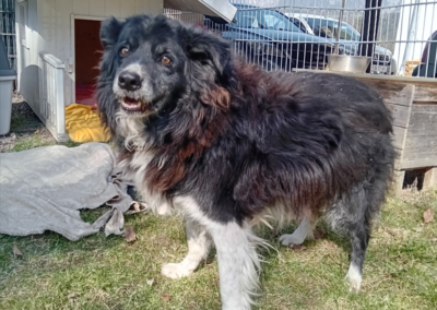 Fundtier Hund, Kufstein  (03/2026)