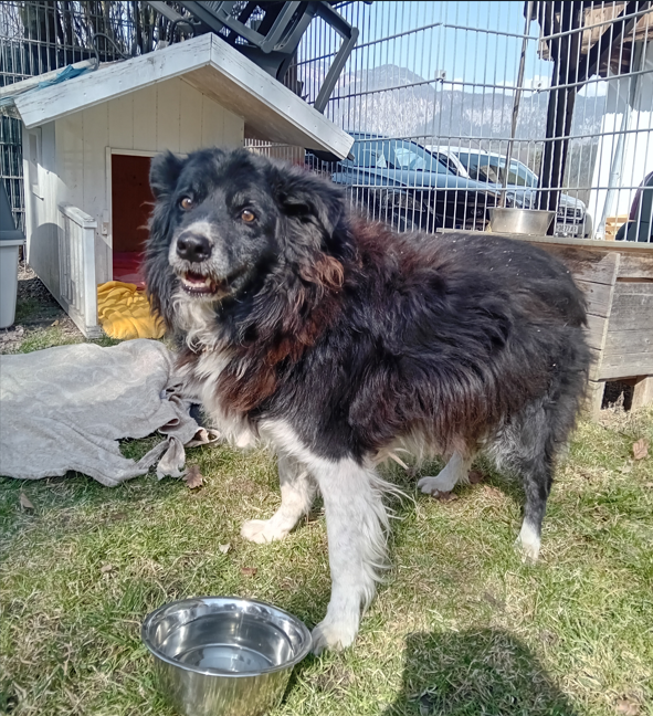 Fundtier Hund, Kufstein  (03/2026)