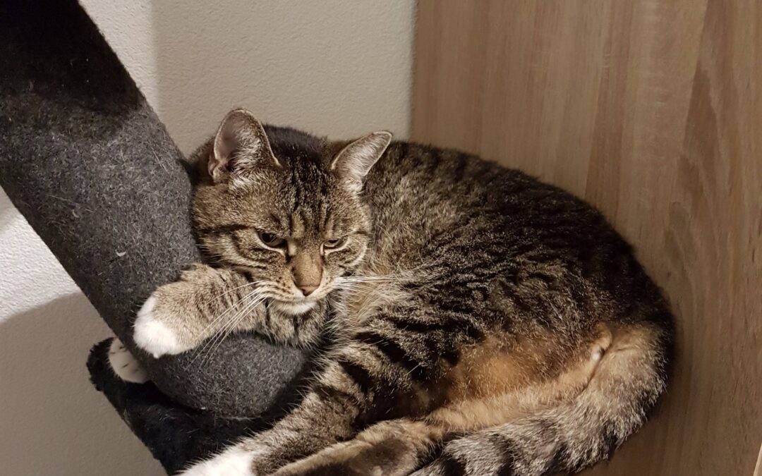 Kitty, Landeck  (03/2026)