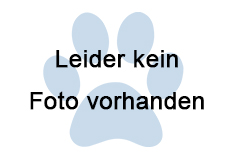 Totfund zwei Katzen, Strass im Zillertal  (03/2026)