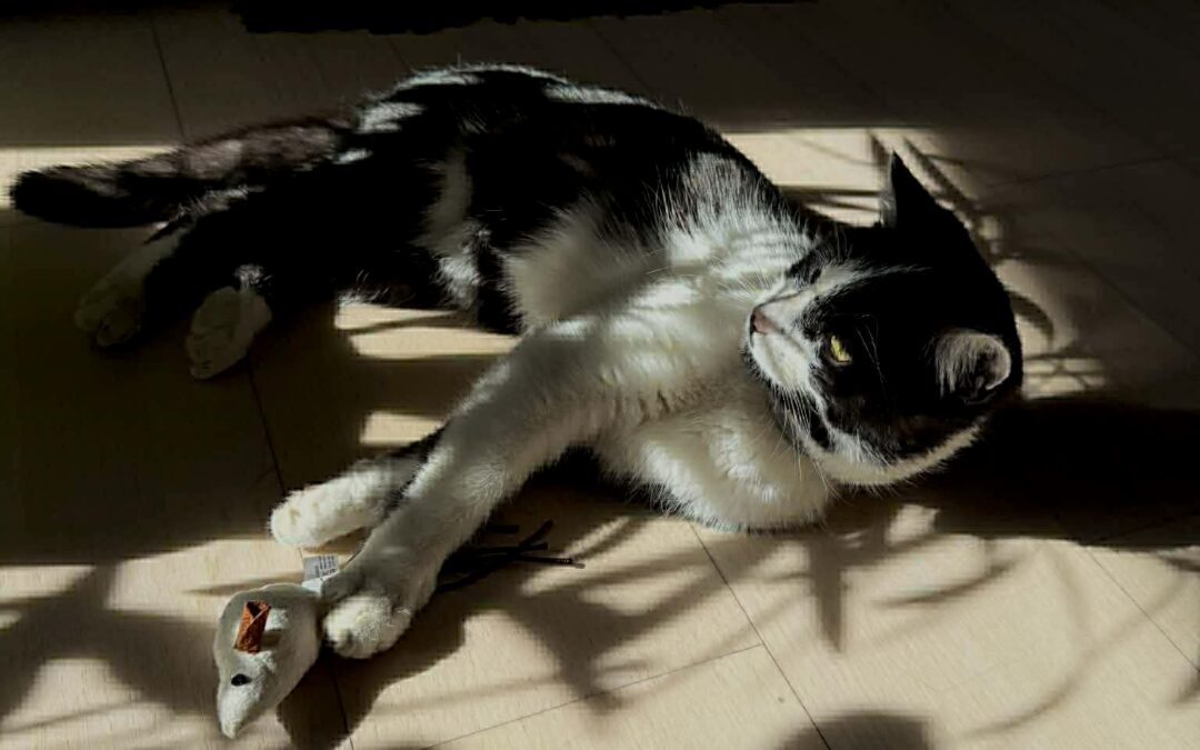 Fundtier Katze, Mayrhofen  (03/2026)