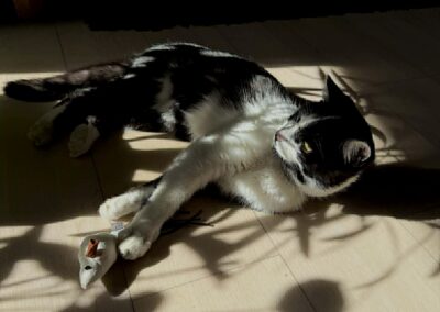 Fundtier Katze, Mayrhofen  (03/2026)