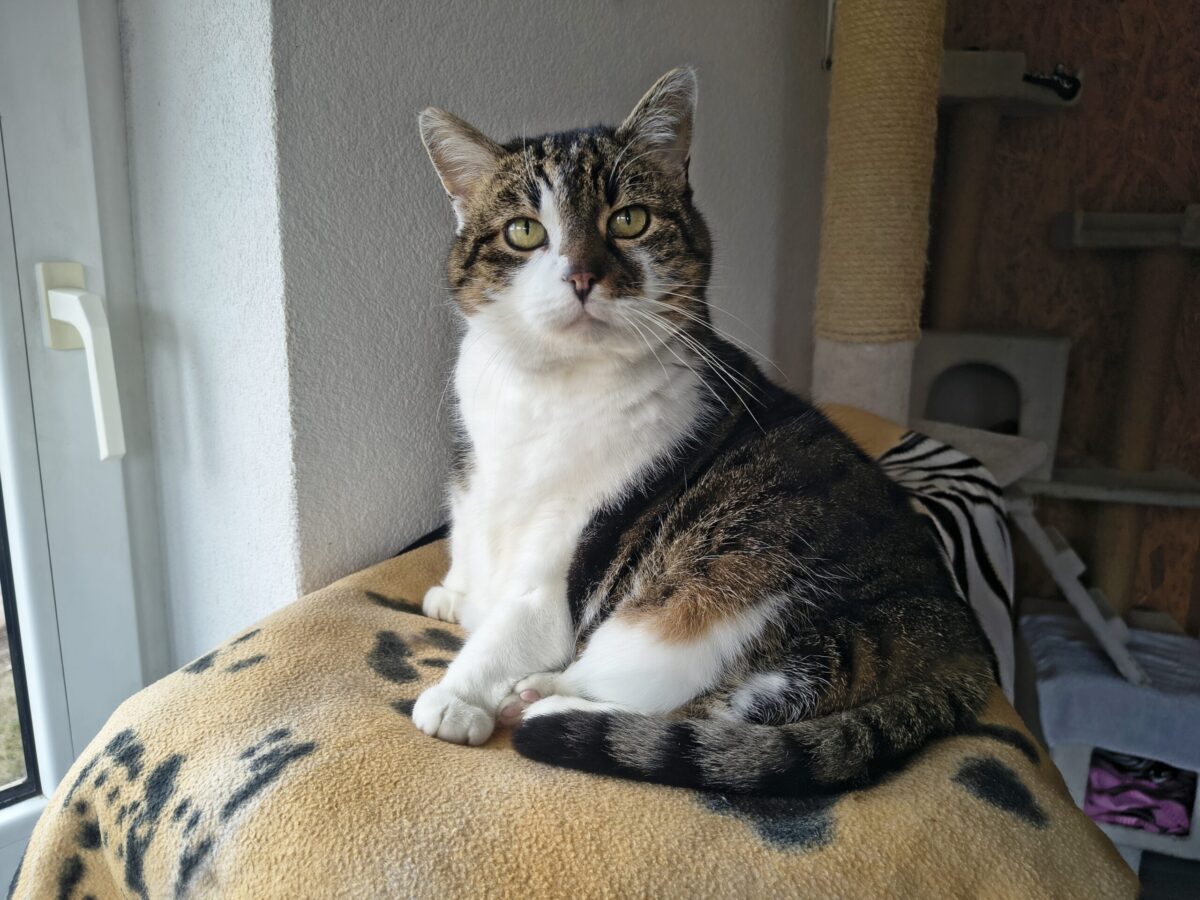 Nala (2)
