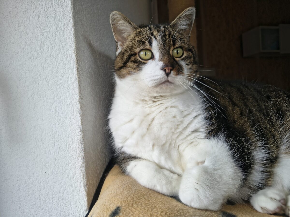 Nala (3)