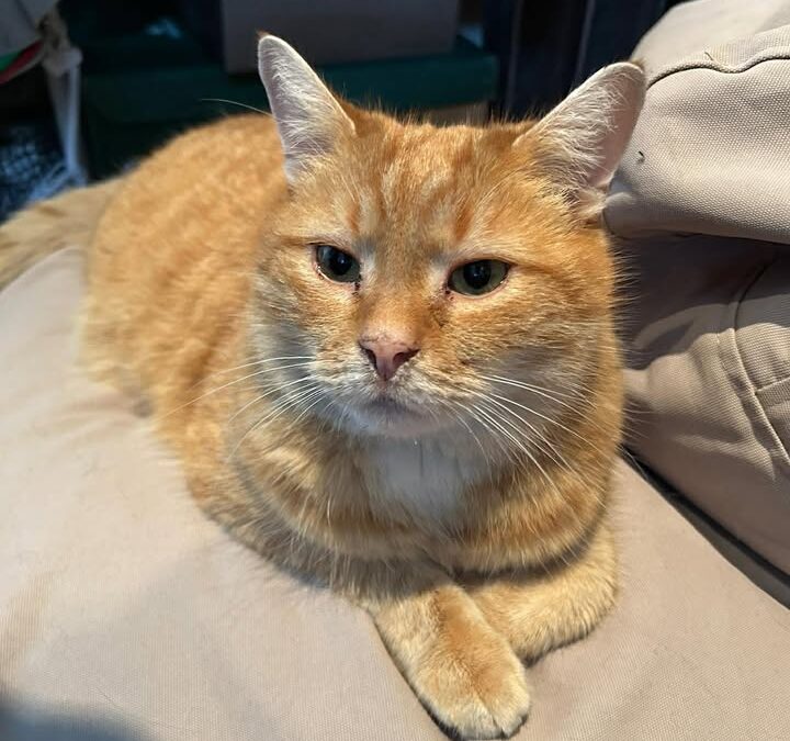 Chipo, Pertisau  (03/2026)