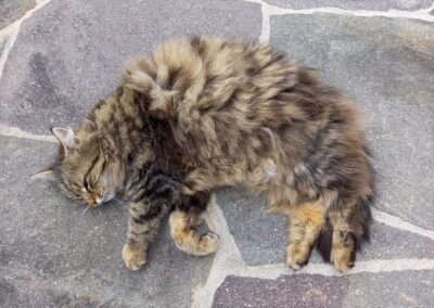 Katze, Ranggen  (03/2026)