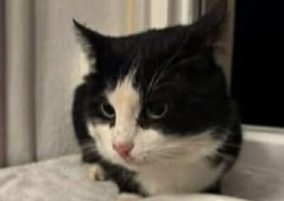 Babutu, Reutte  (03/2026)