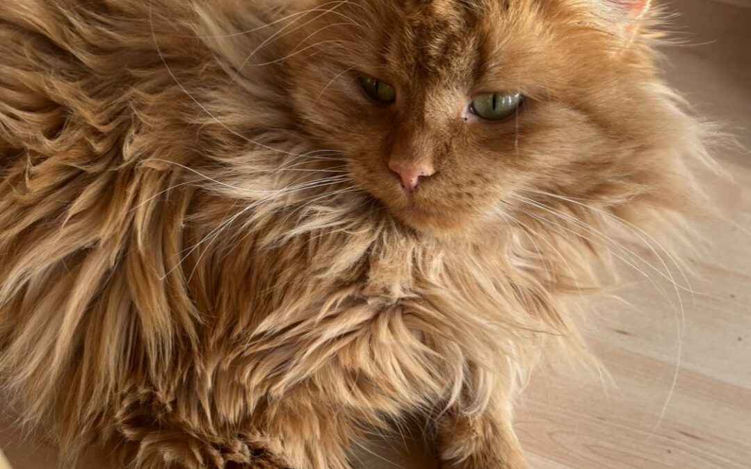 Luna, Rietz  (03/2026)