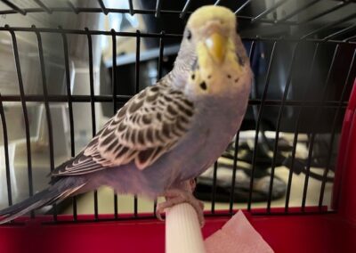 Fundtier Wellensittich, Rum  (03/2026)