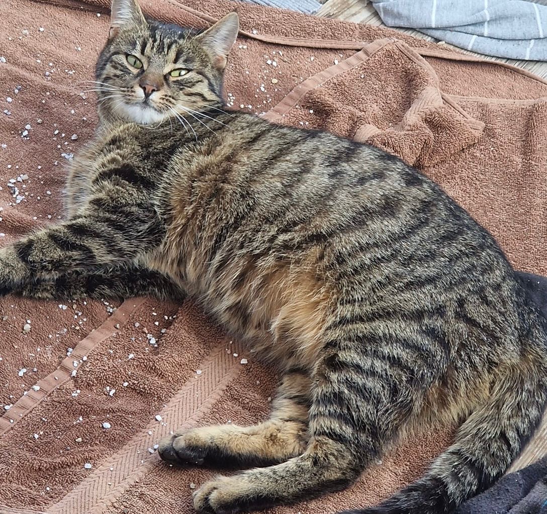 Strengen_Katze_Nika1